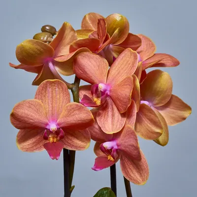 Мини-орхидея Фаленопсис оранжевая | Доставка по Москве | Цветочные Рецепты