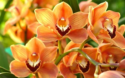 Сорта оранжевой орхидеи и уход за ними | VseOlady.ru | Дзен