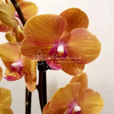 Орхидея Фаленопсис Тамара | купить в Москве в интернет-магазине