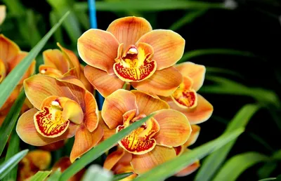 Оранжевая Орхидея - 57 фото
