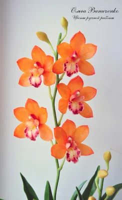 Оранжевая орхидея цимбидиум — Бутик Ольги