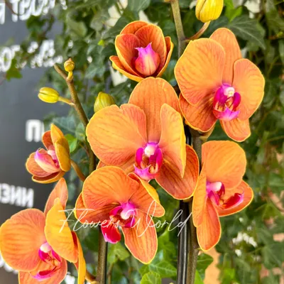 Купить «Орхидея фаленопсис оранжевая» с доставкой в Чите - «Flowers World»