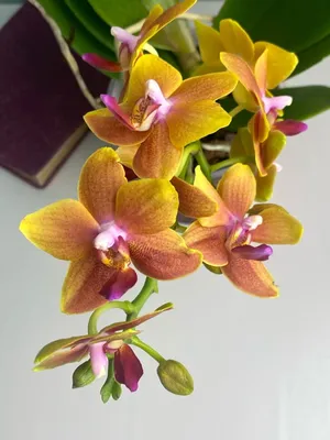 Орхидея Фаленопсис Мультифлора Наранья купить в Москве с доставкой |  Магазин растений Bloom Story (Блум Стори)