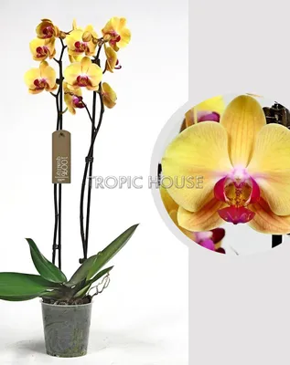 Орхидея Фаленопсис оранжевая 12/60 см - купить в Москве: интернет-магазин