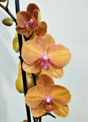 Орхидея Фаленопсис Элит 2 ствола Оранжевая (Phalaenopsis)