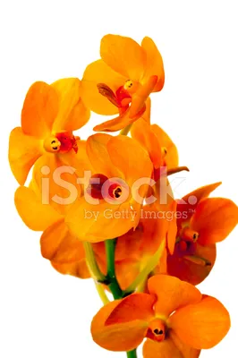 Оранжевая Орхидея Ванда. Стоковые Фотографии | FreeImages