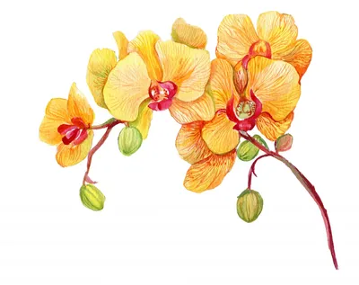 Купить фотообои Орхидеи «Орхидея оранжевая» | PINEGIN