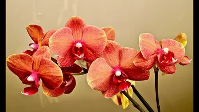 Эта орхидея ПЕСНЬ ПРИБОЯ (Surf Song) приносит в дом ДОСТАТОК - YouTube