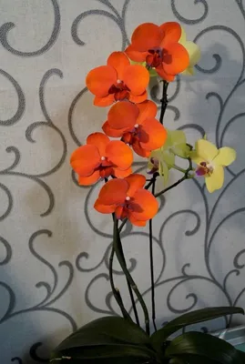 Оранжевая орхидея из фоамирана | Орхидеи из фоамирана | Дзен