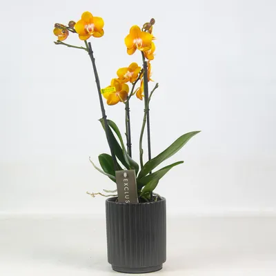 Орхидея Фаленопсис \"Exclusivo\" оранжевая в черной керамике