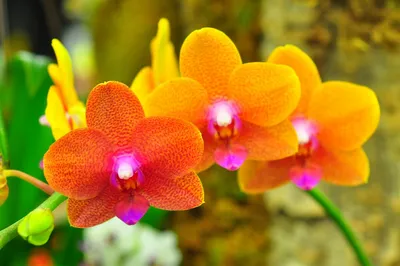 Орхидея оранжевая - 58 фото