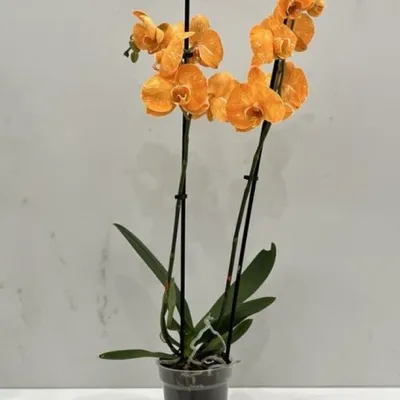 Доставка Оранжевая орхидея в горшке из Happy в Бресте | Carte.by