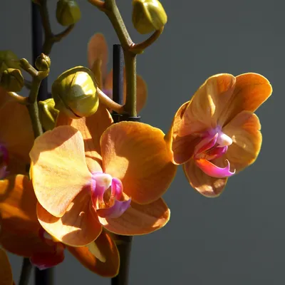 Mumbai - оранжевые горшечные орхидеи с доставкой в Москве