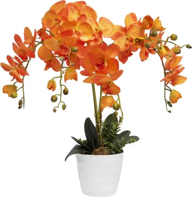 Орхидея Фаленопсис \"Арома\" оранжевая пятнистая в белой керамике купить