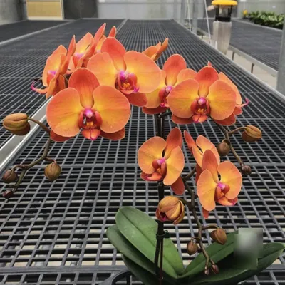Орхидея Фаленопсис \"Роуз\" 2 ст купить