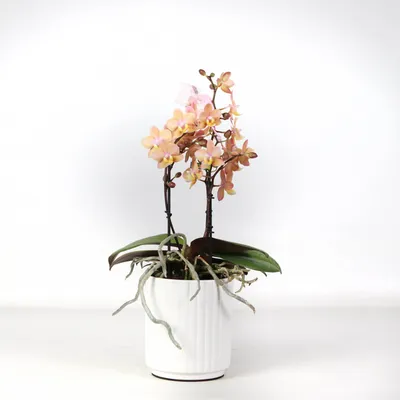 Орхидея Phal. Bellota - купить, доставка Украина