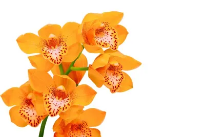Орхидея Фаленопсис \"Арома\" оранжевая в белой керамике купить в Москве