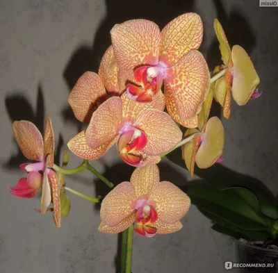 Заказать \"Оранжевая орхидея\" | Цветули - уникальный сервис по доставке  цветов без накруток и посредников в городе Волгоград