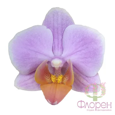 Орхидея Фаленопсис - «🏵Фаленопсис - изысканность цветков и простота  ухода🏵Много фото моих прекрасных растений🏵Рассказываю о имеющихся у меня  сортах🏵 » | отзывы