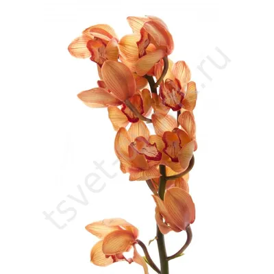 Орхидея Фаленопсис 2 ствола Желто-Оранжевая (Phalaenopsis)