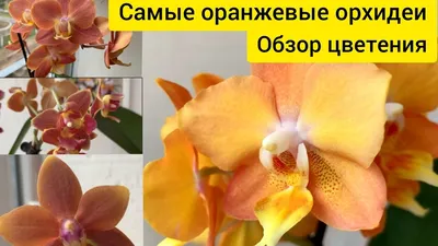 Цветок искусственный оранжевая Орхидея 45-108 см - купить в Пятигорске с  доставкой в интерьерном центре Жемчужина