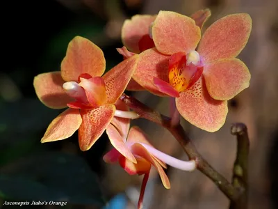 Орхидея оранжевая цимбидиум купить в интернет-магазине.