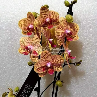 Оранжевая орхидея мутант. Купить Оранжевая орхидея мутант в Киеве, Украина,  Доставка | iFlowers