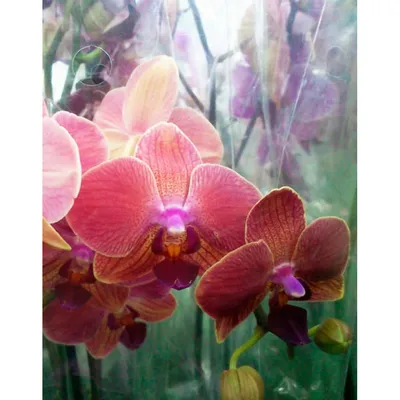 Обзор цветения оранжевых орхидей: P. Maple Valley, P. Irene Dobkin, P.  Meidarland Chambe, P. Horizon - YouTube