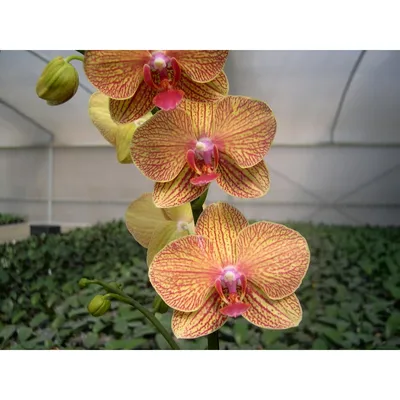 Оранжевая орхидея в Колумбии Стоковое Фото - изображение насчитывающей  джунгли, орхидея: 97118170