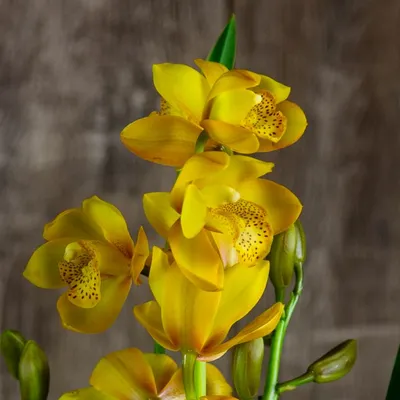 Орхидея блоссом оранж бабулетка - 56 фото