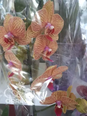 Орхидея фаленопсис Оранж | Купить в интернет-магазине в Москве