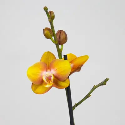 Оранжевая орхидея купить
