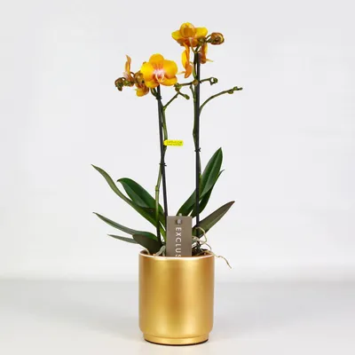 оранжевая орхидея на черном фоне Stock Photo | Adobe Stock