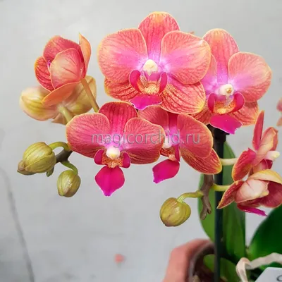 Орхидея Phal. KV Beauty 2,5 - купить, доставка Украина