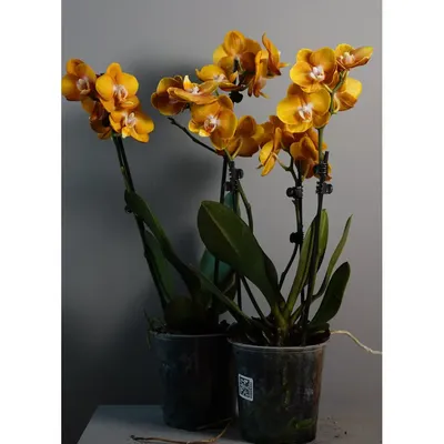 Ветка орхидеи Vanda оранжевая в интернет магазине Украфлора