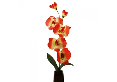 Заказать Оранжевая орхидея за 2100 руб. в городе Ставрополе - «E