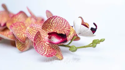 Оранжевая орхидея с каплями росы, ч…» — создано в Шедевруме