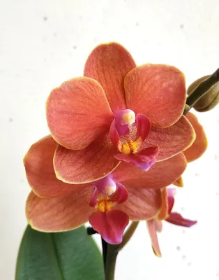 Оранжевая орхидея vanda стоковое изображение. изображение насчитывающей  таиланд - 71112597