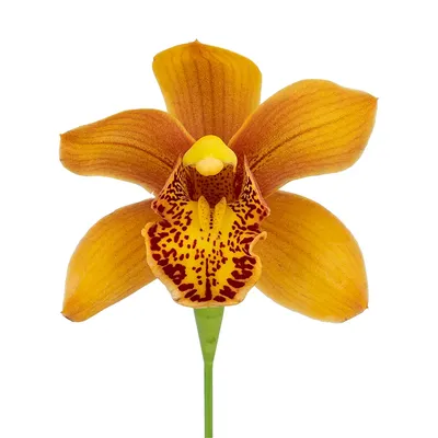 Искусственная орхидея оранжевая, 62 см - искусственные орхидеи купить  недорого интернет магазин