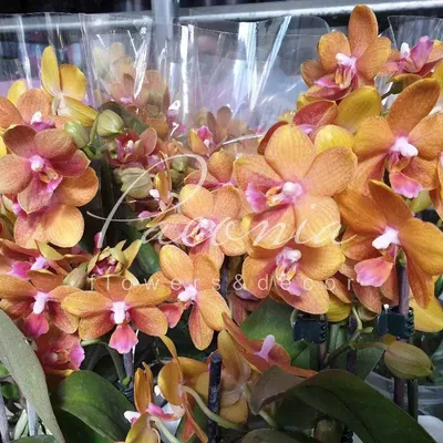 Искусственная Орхидея Фаленопсис Оранжевая купить по цене 480 ₽ в  интернет-магазине KazanExpress