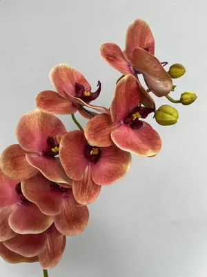 Орхидея Фаленопсис мини 1 ствол Оранжевая (Phalaenopsis)