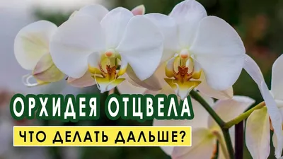 Орхидея отцвела что делать дальше фото