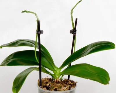Орхидея отцвела что делать дальше фото фотографии