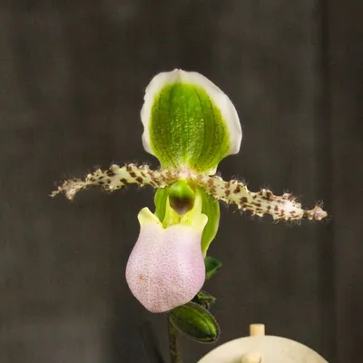 Пафиопедилум Чарльзворта (Paphiopedilum charlesworthii) Тайвань Каталог  орхидей - фаленопсисов, каттлей, ванд, дендробиумов со всего мира от  интернет магазина Ангелок