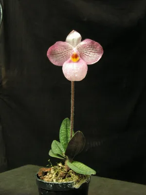 Орхидея Paphiopedilum Pinocchio alba