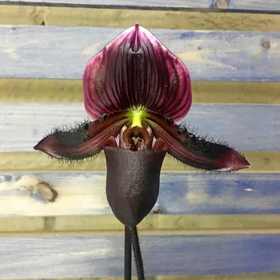 Орхидея Пафиопедилум Фемма (Paphiopedilum Femma)