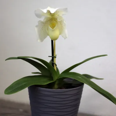 Орхидея Paphiopedilum Pinocchio