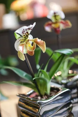 Орхидея Пафиопедилум Пиноккио (Paphiopedilum Pinocchio)