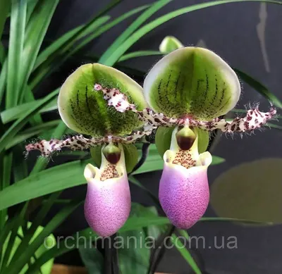 Выращивание орхидеи Башмачок (Пафиопедилум/Paphiopedilum) в домашних  условиях.