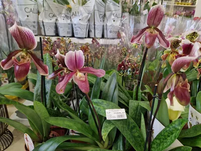 Орхидея Paphiopedilum sukhakulii (отцвел)